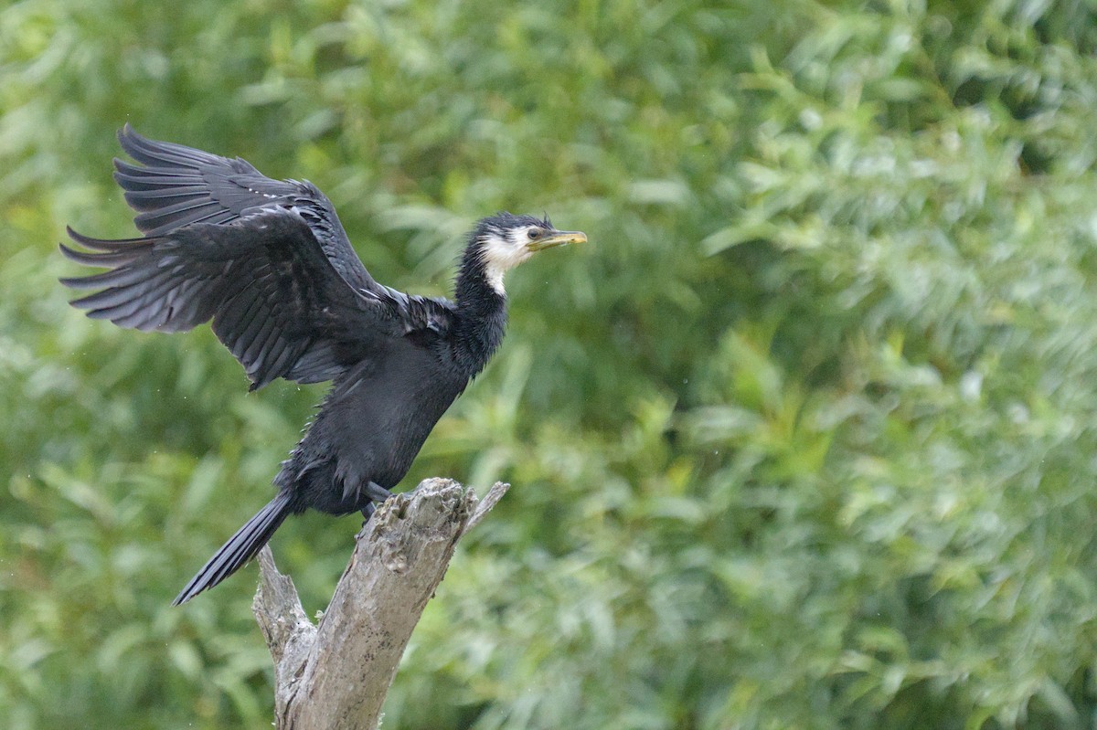 Little Pied Cormorant - ML612641652