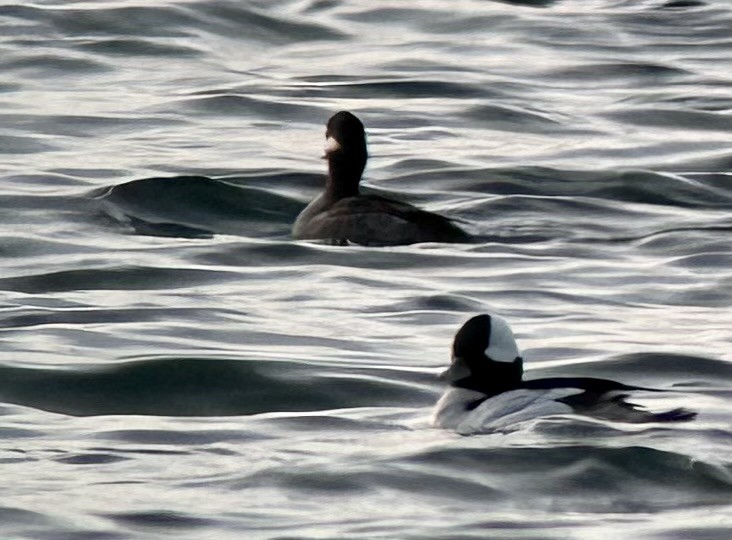 Bufflehead - ML612641653