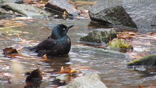 Common Grackle - ML612641654