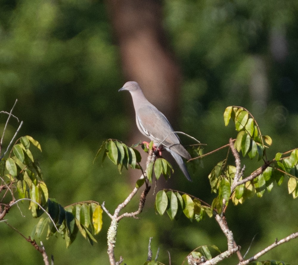 Plain Pigeon - ML612641744