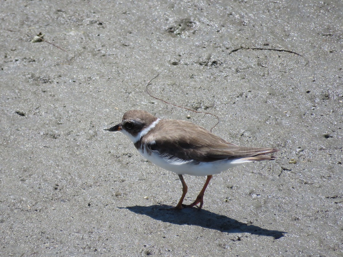 Semipalmated Plover - ML612641754