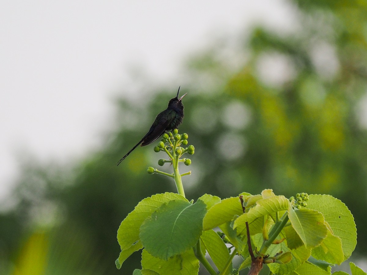 Swallow-tailed Hummingbird - ML612641877