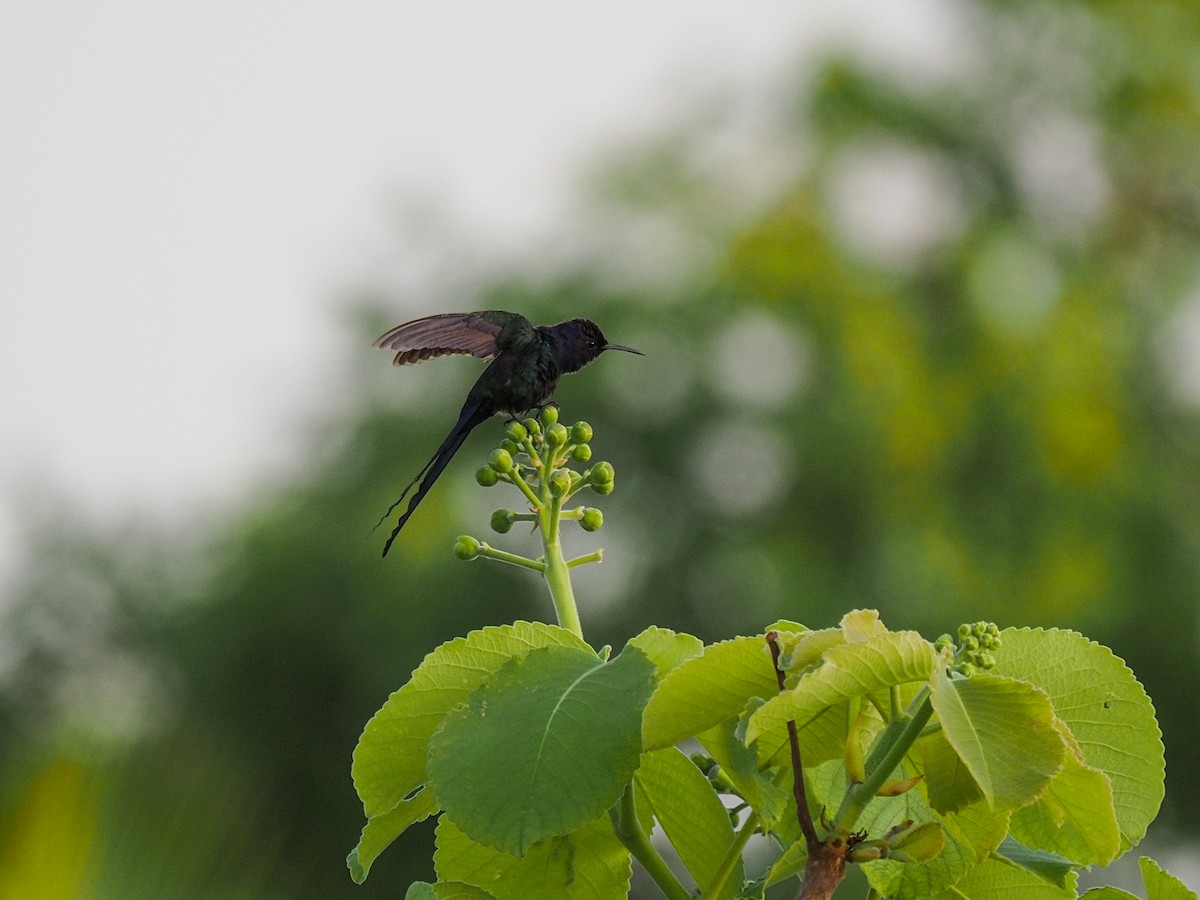Swallow-tailed Hummingbird - ML612641878