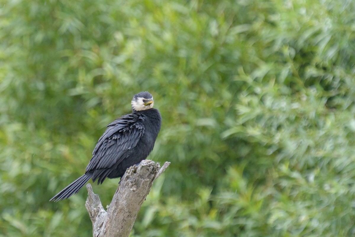 Little Pied Cormorant - Christopher Tuffley