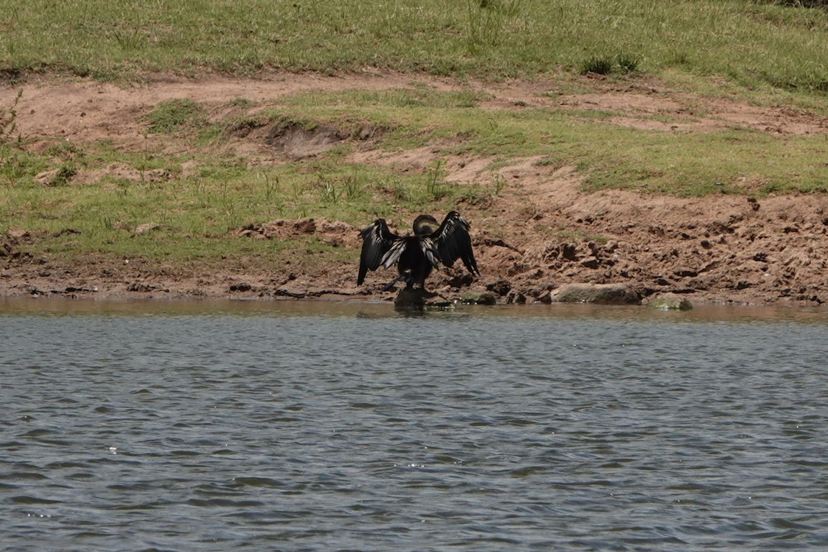 anhinga africká - ML612641958