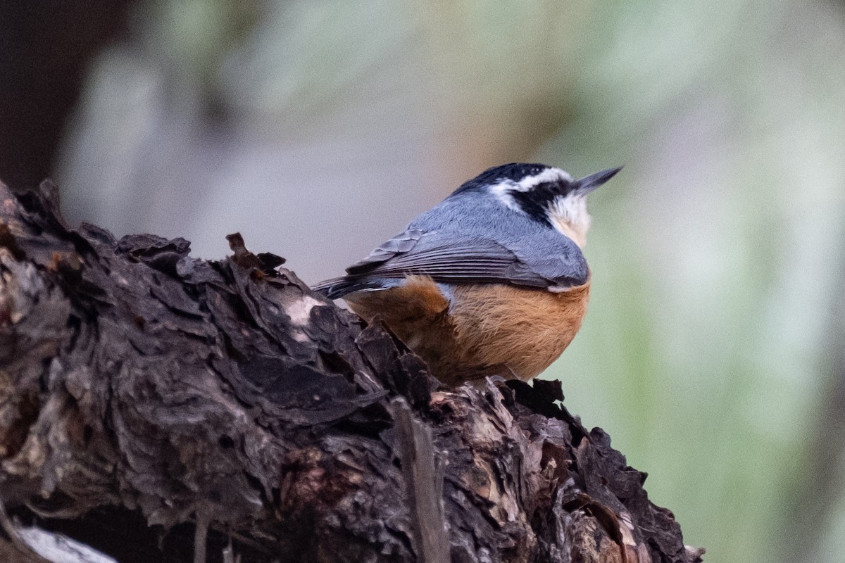 Red-breasted Nuthatch - ML612641989