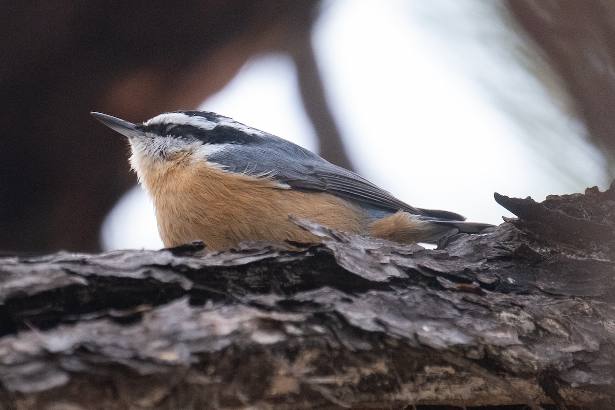 Red-breasted Nuthatch - ML612641991
