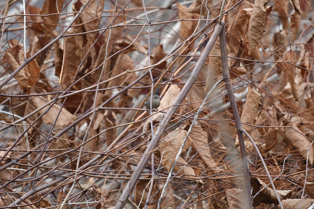 Winter Wren - Ted Bradford