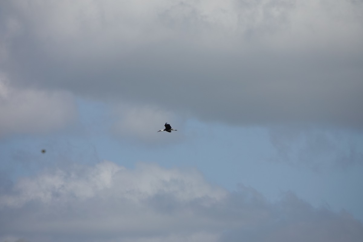 African Woolly-necked Stork - ML612642049