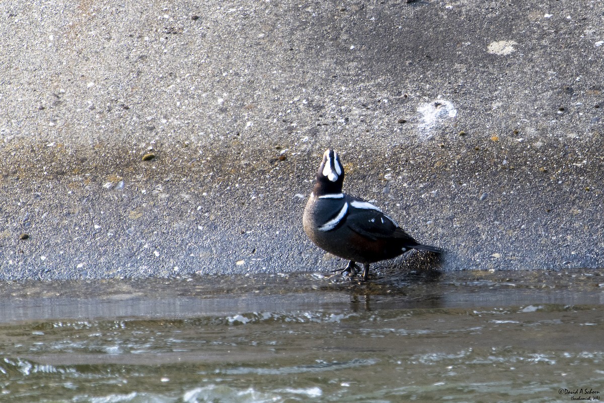 Harlequin Duck - ML612642105