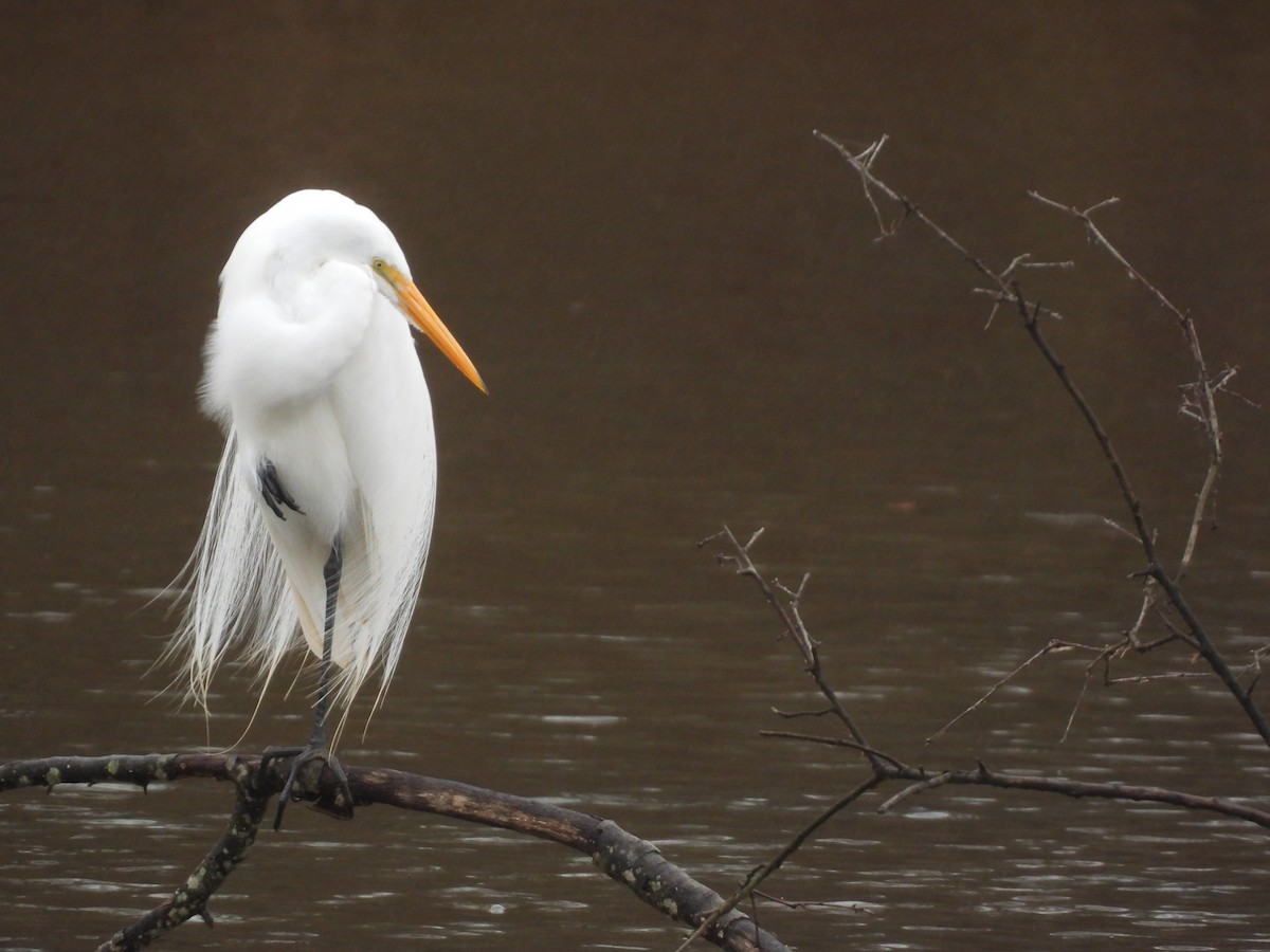 Great Egret - ML612642108