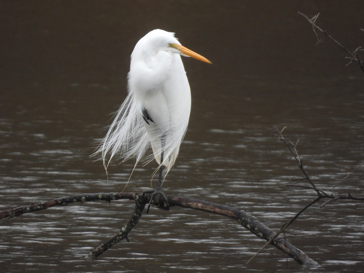 Great Egret - ML612642119