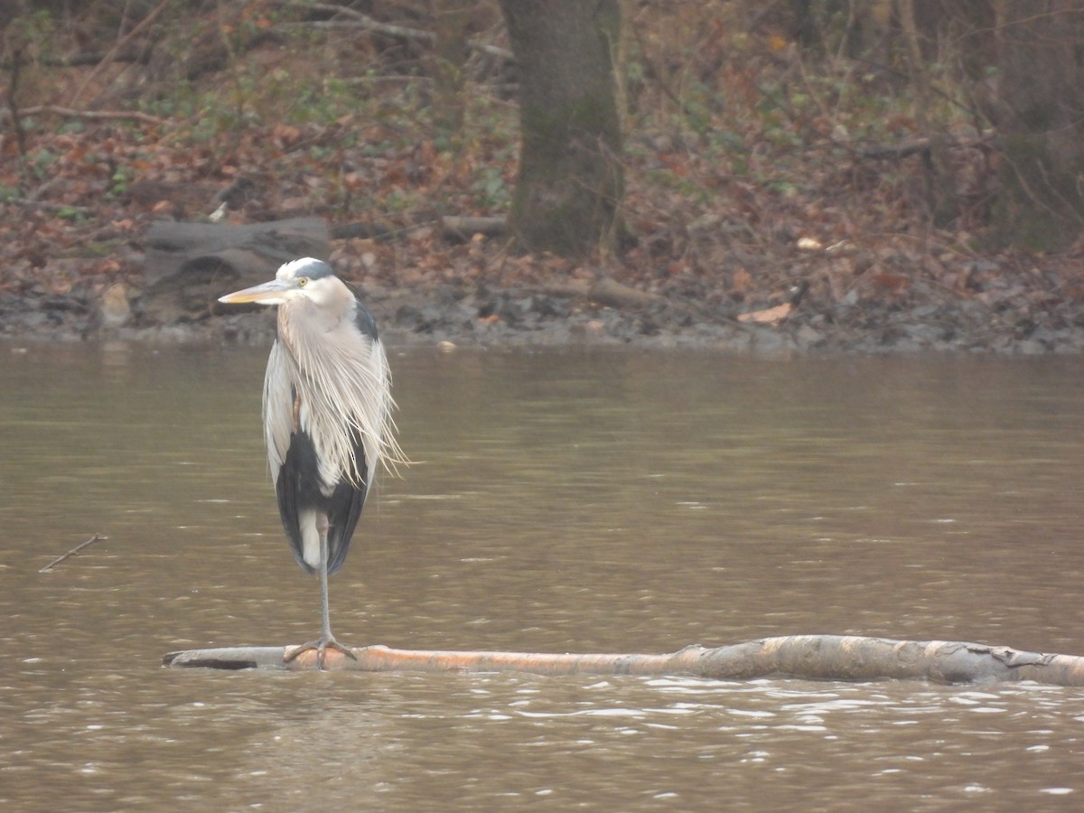 Great Blue Heron - ML612642183