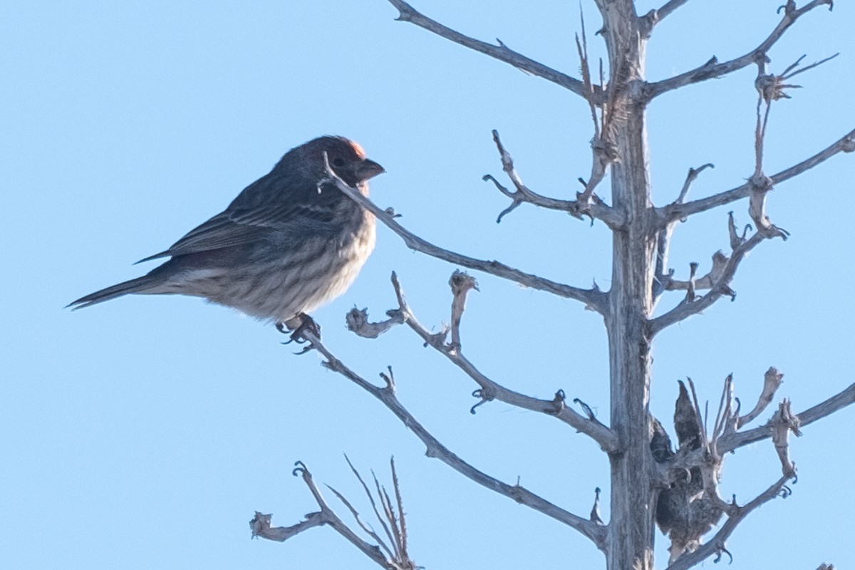 House Finch - Tim Horvath