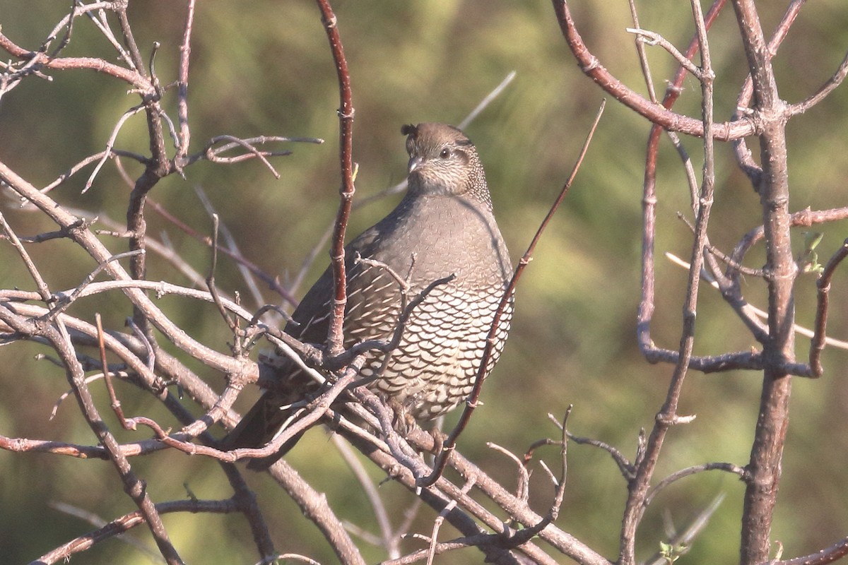 California Quail - ML612642236