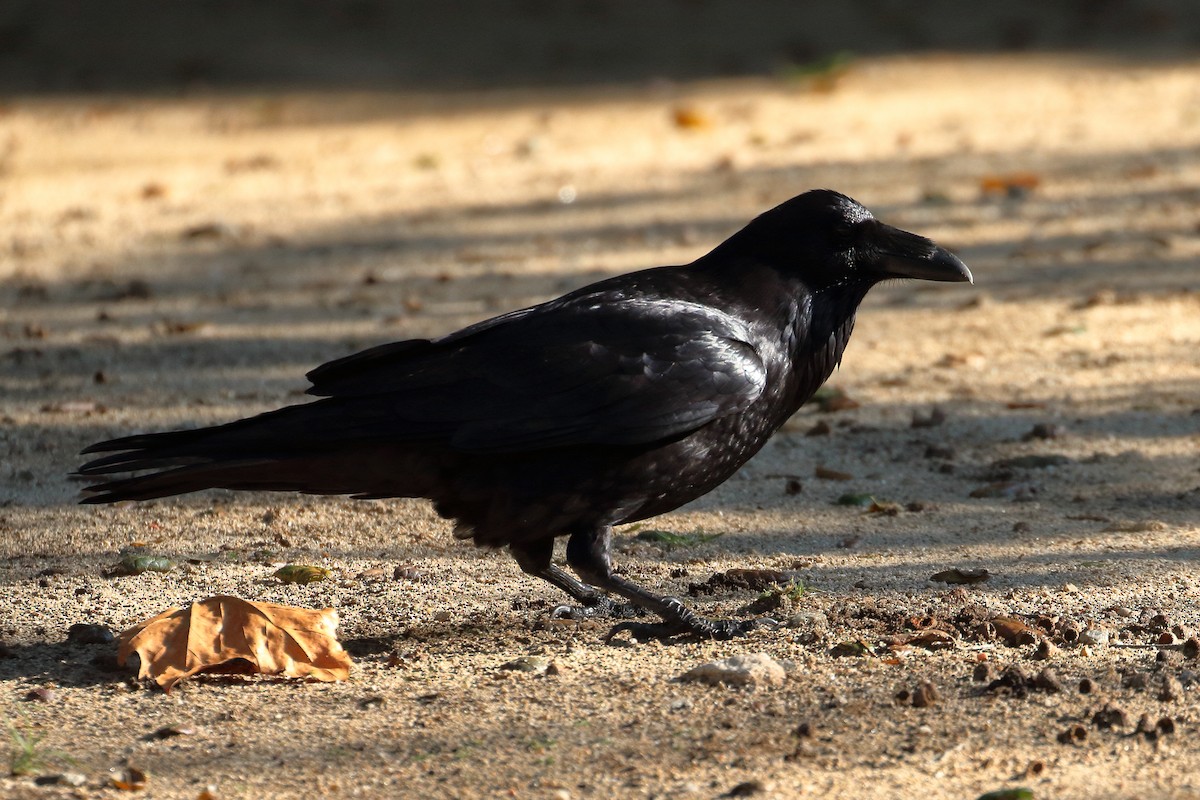 Common Raven - ML612642313