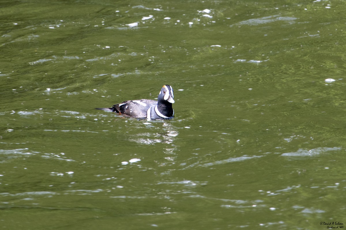 Harlequin Duck - David Schoen