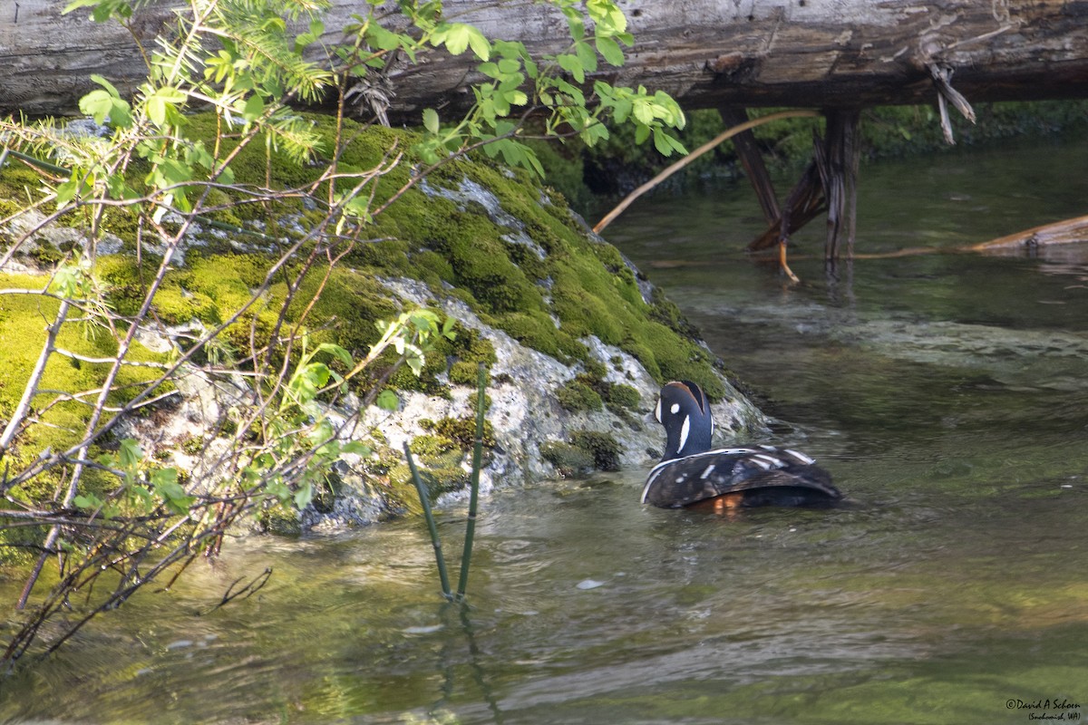 Harlequin Duck - David Schoen