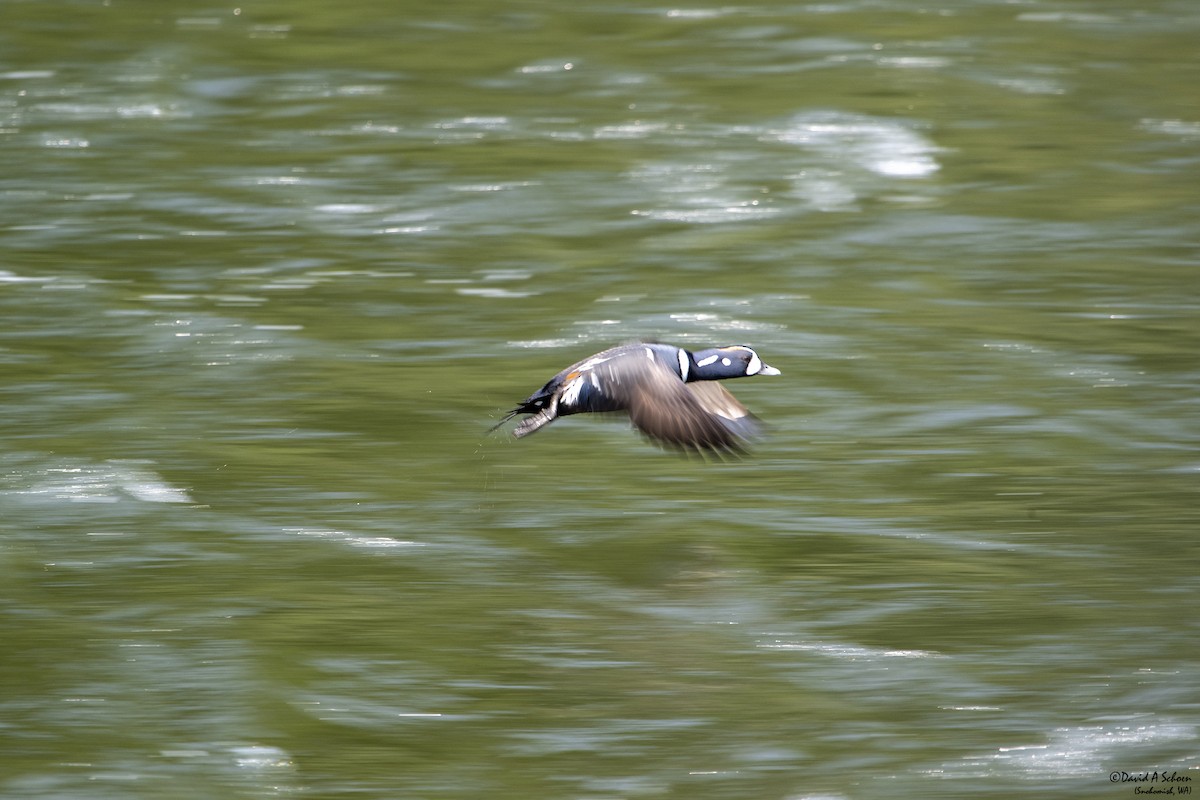 Harlequin Duck - ML612642349