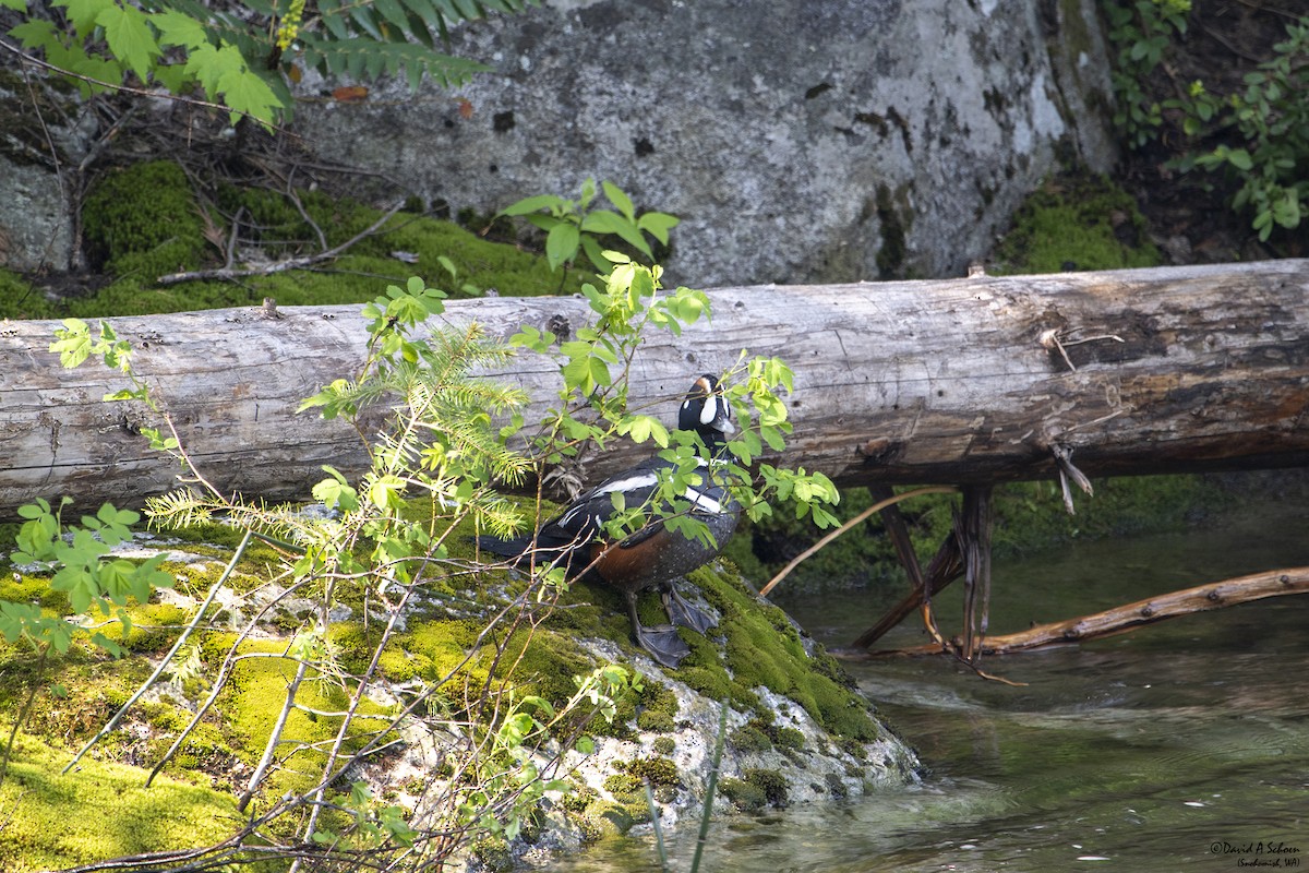 Harlequin Duck - ML612642350