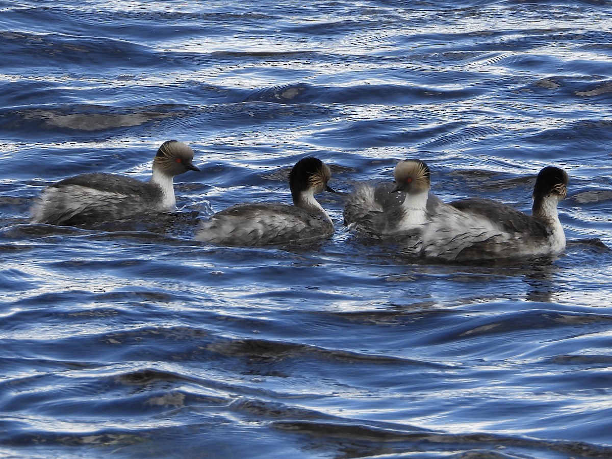 Silvery Grebe - ML612642407