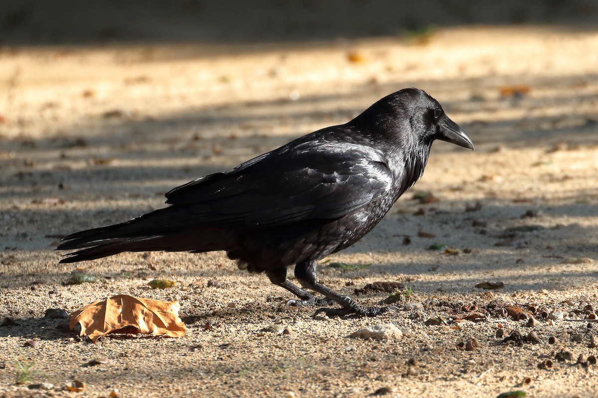 Common Raven - ML612642416