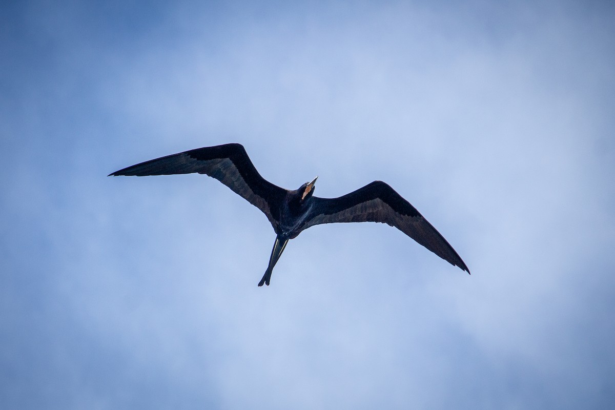 Magnificent Frigatebird - ML612642438