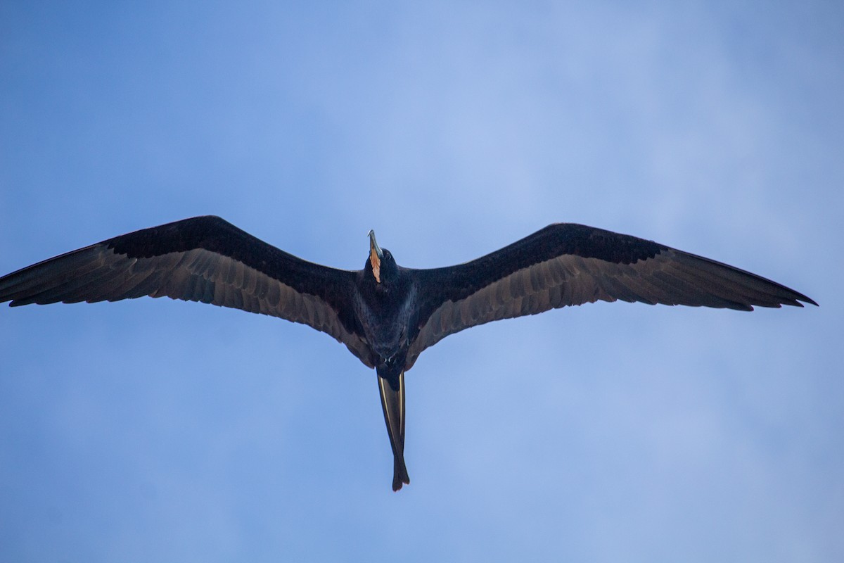 Magnificent Frigatebird - ML612642439