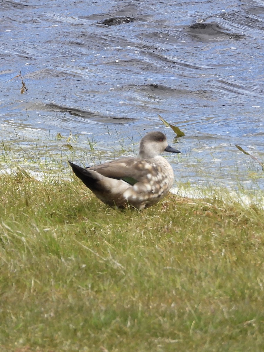 Crested Duck - William Woody