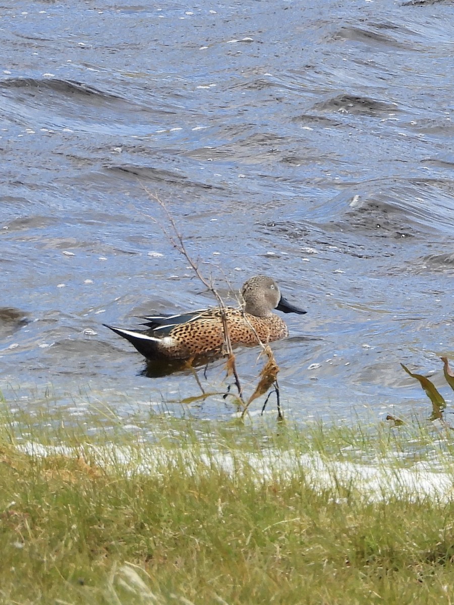 Red Shoveler - ML612642450