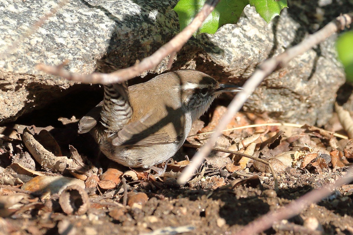 Bewick's Wren - ML612642475