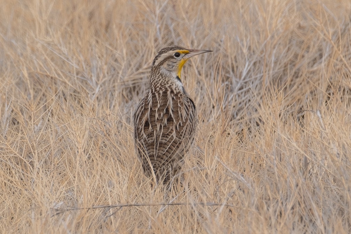 Western Meadowlark - ML612642482