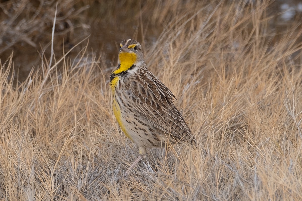 Western Meadowlark - ML612642485