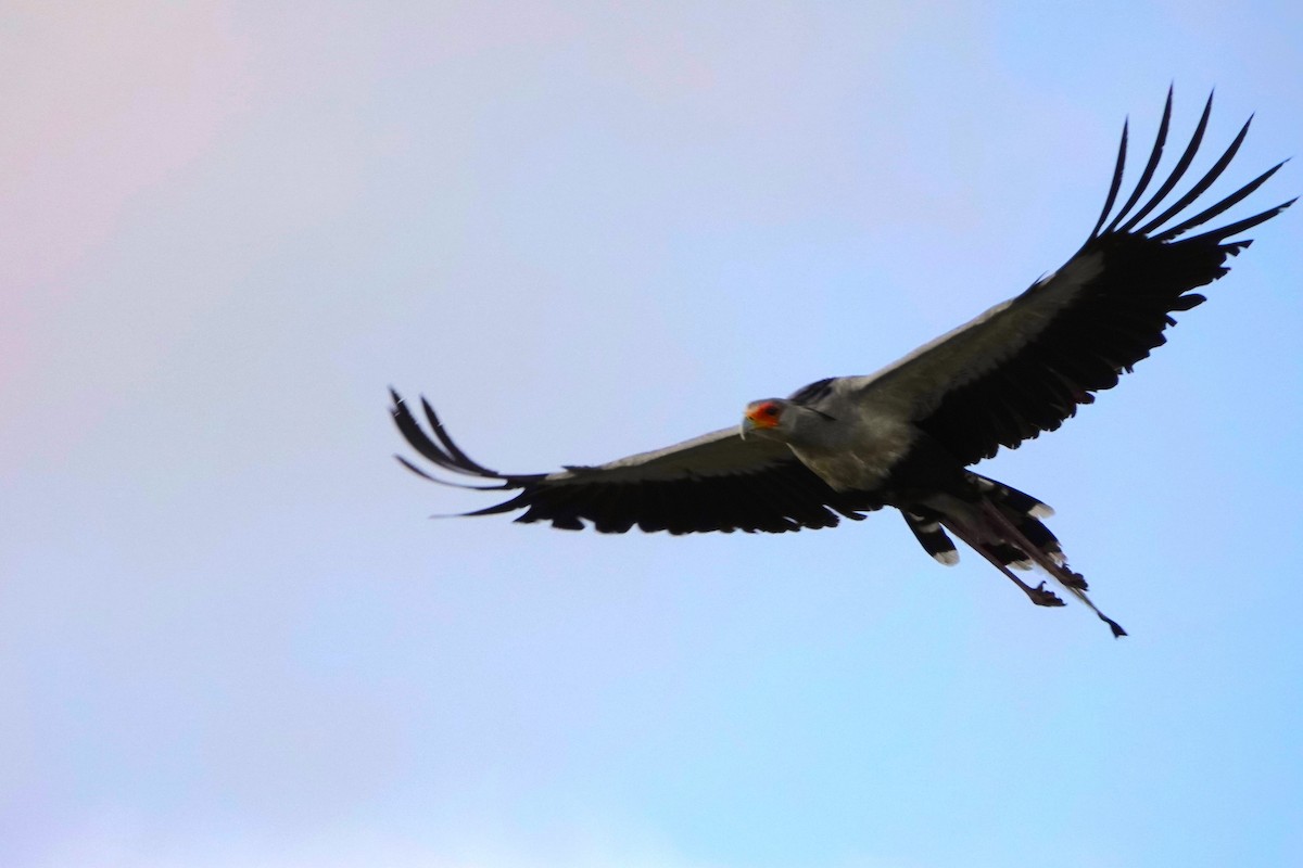 Secretarybird - Josh Lee