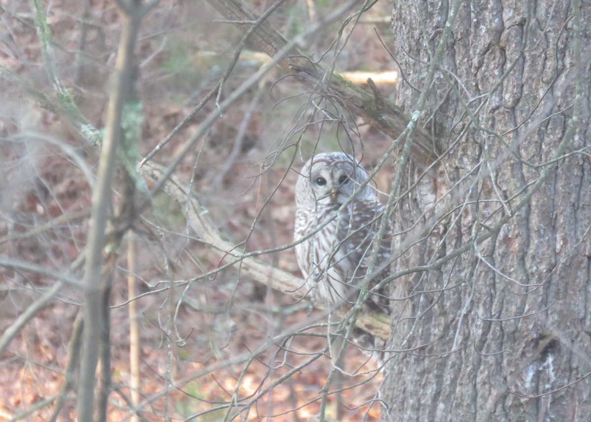 Barred Owl - ML612642539