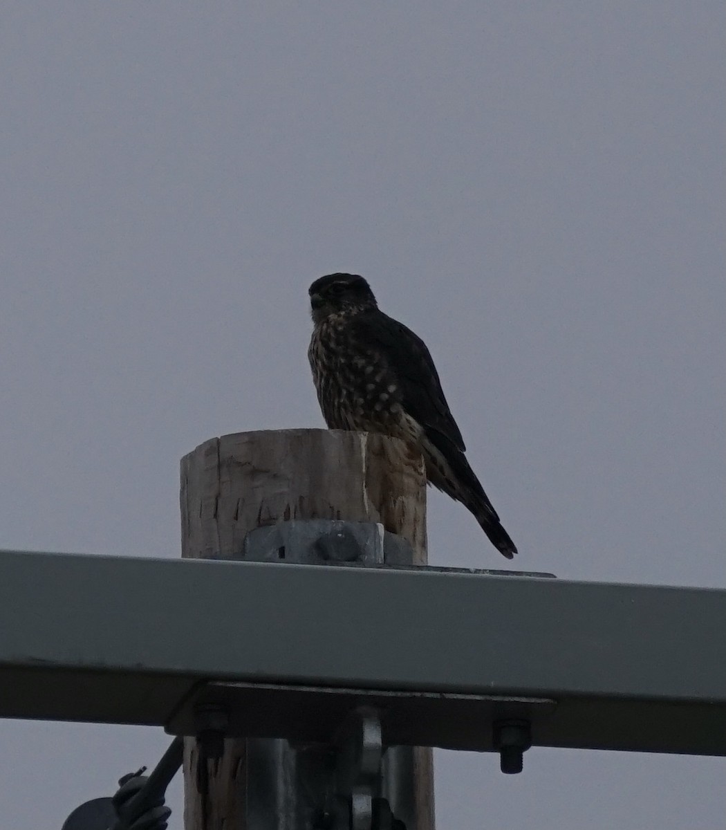 Merlin - ML612642588