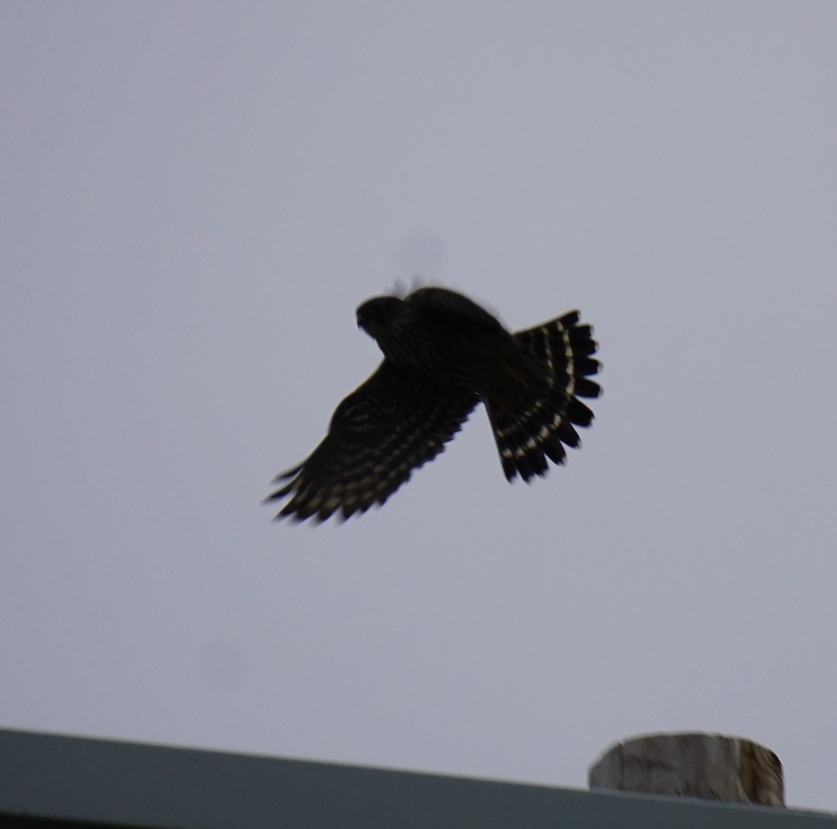 Merlin - ML612642590