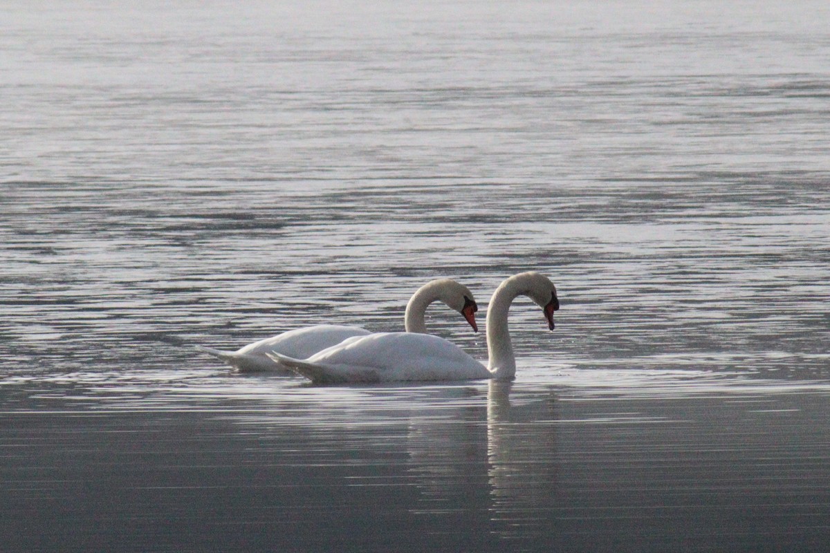 Mute Swan - ML612642606