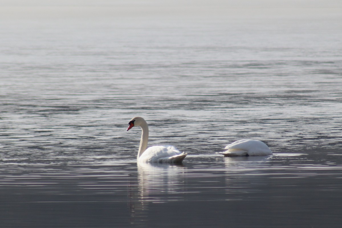 Mute Swan - ML612642607