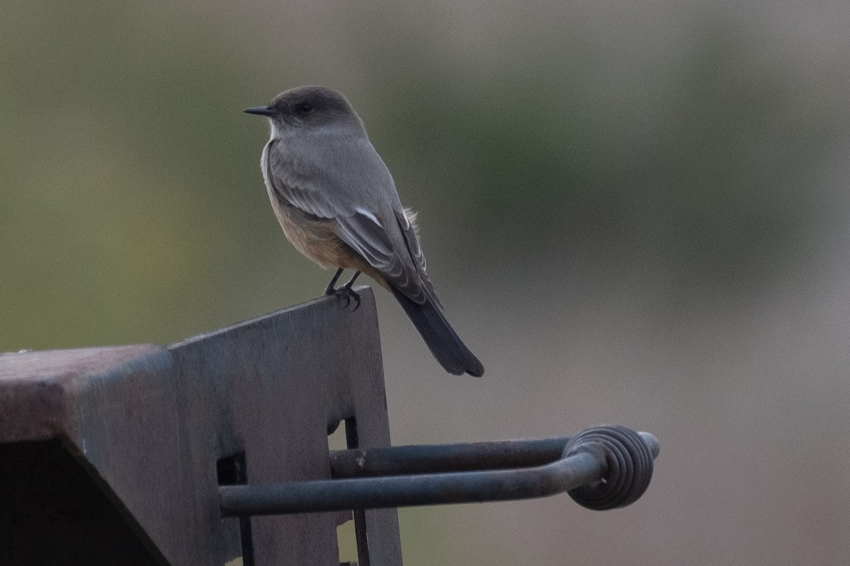 Say's Phoebe - ML612642614