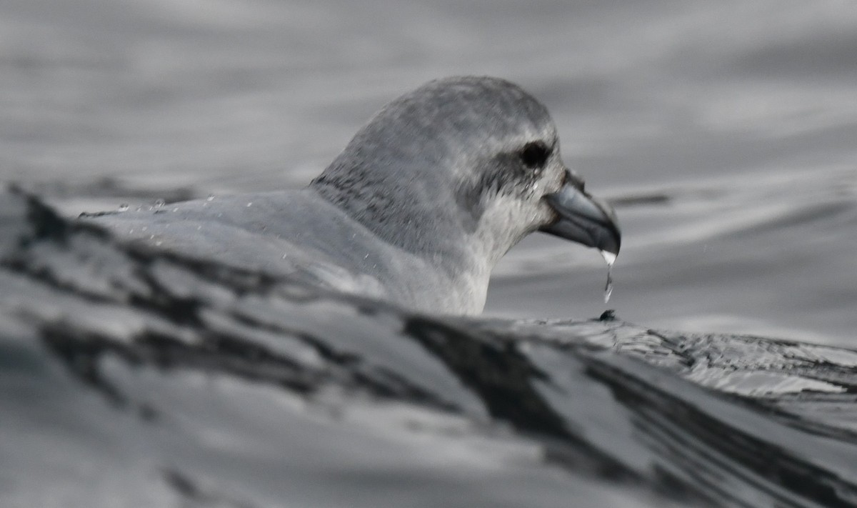 Fulmar Prion - William Abbott