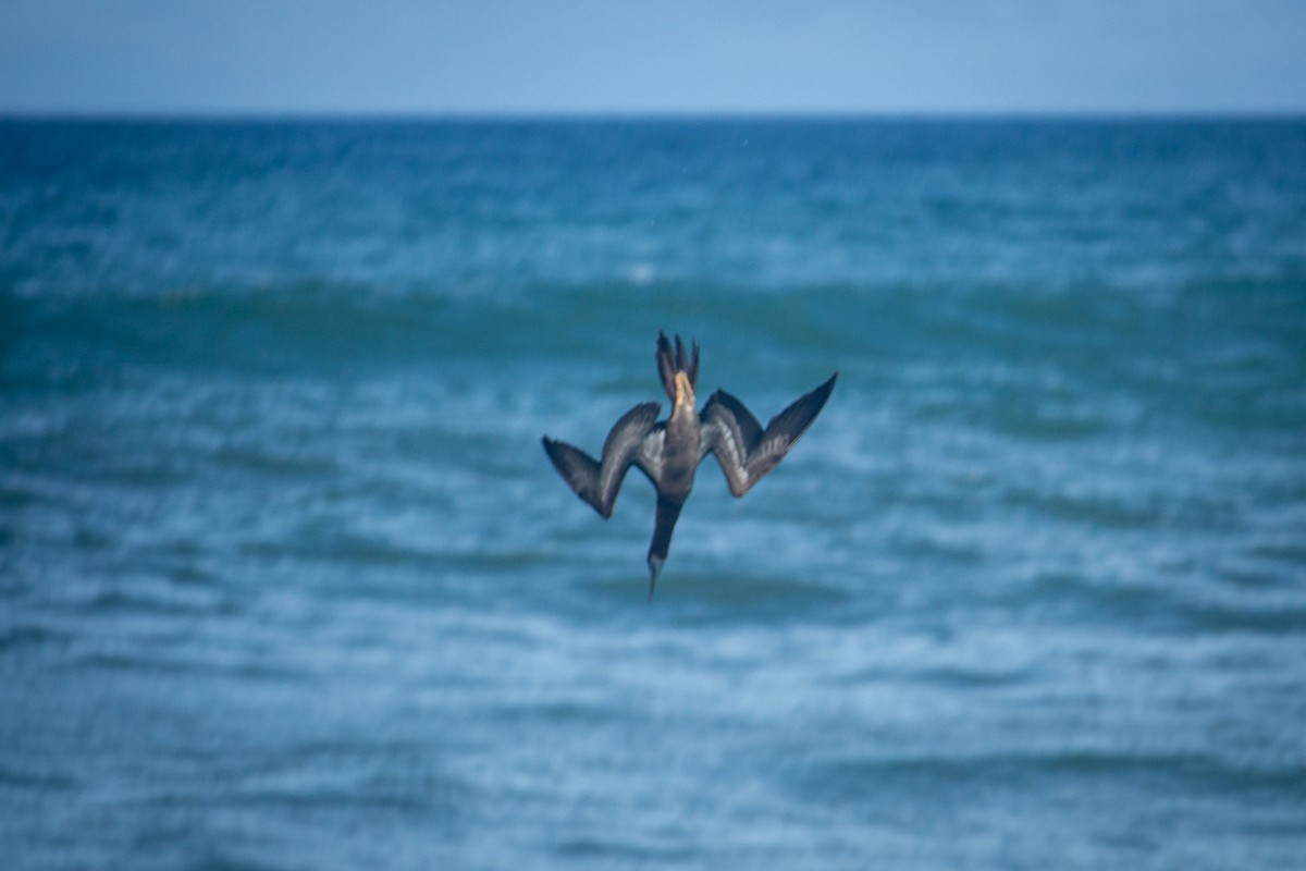 Brown Booby - Francisco Russo