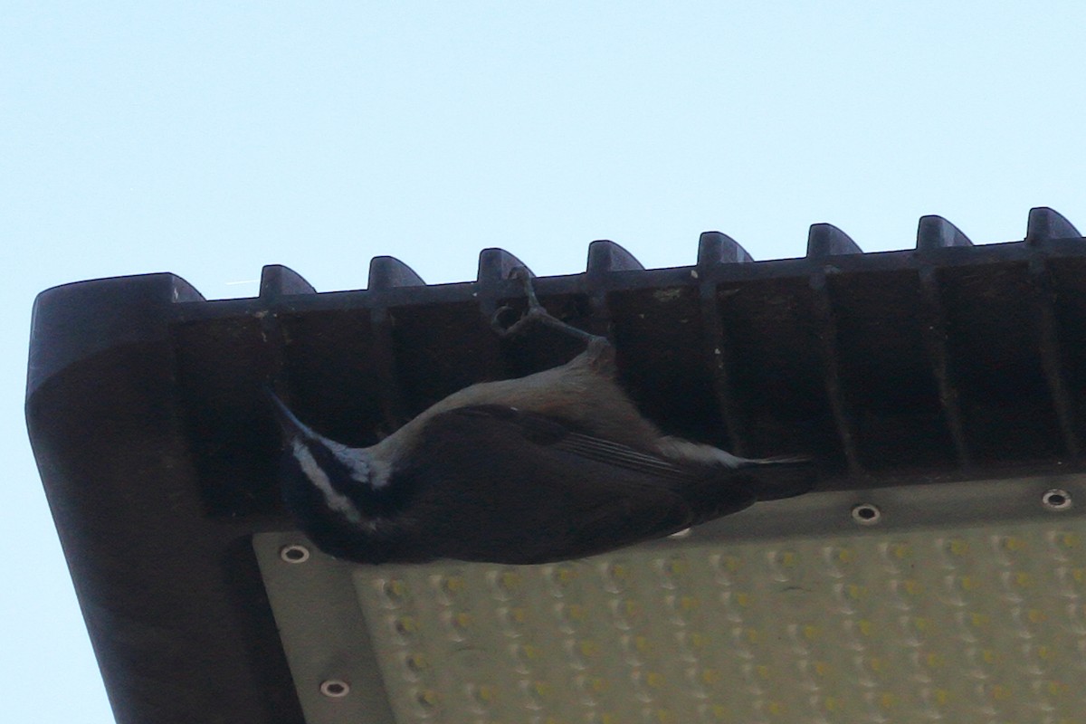 Red-breasted Nuthatch - ML612642652