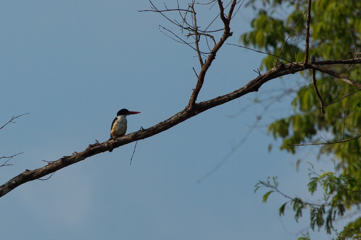 Black-capped Kingfisher - ML612642670