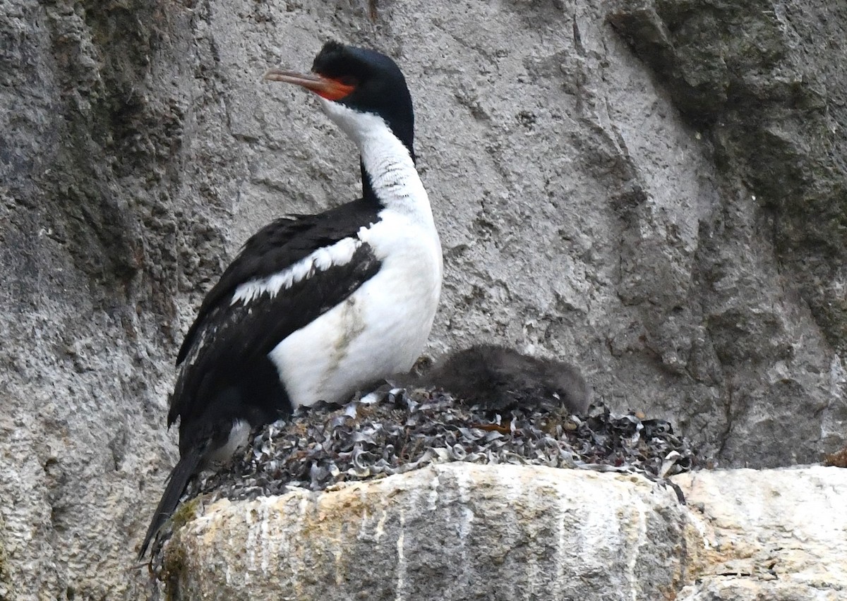 Cormorán de las Bounty - ML612642704