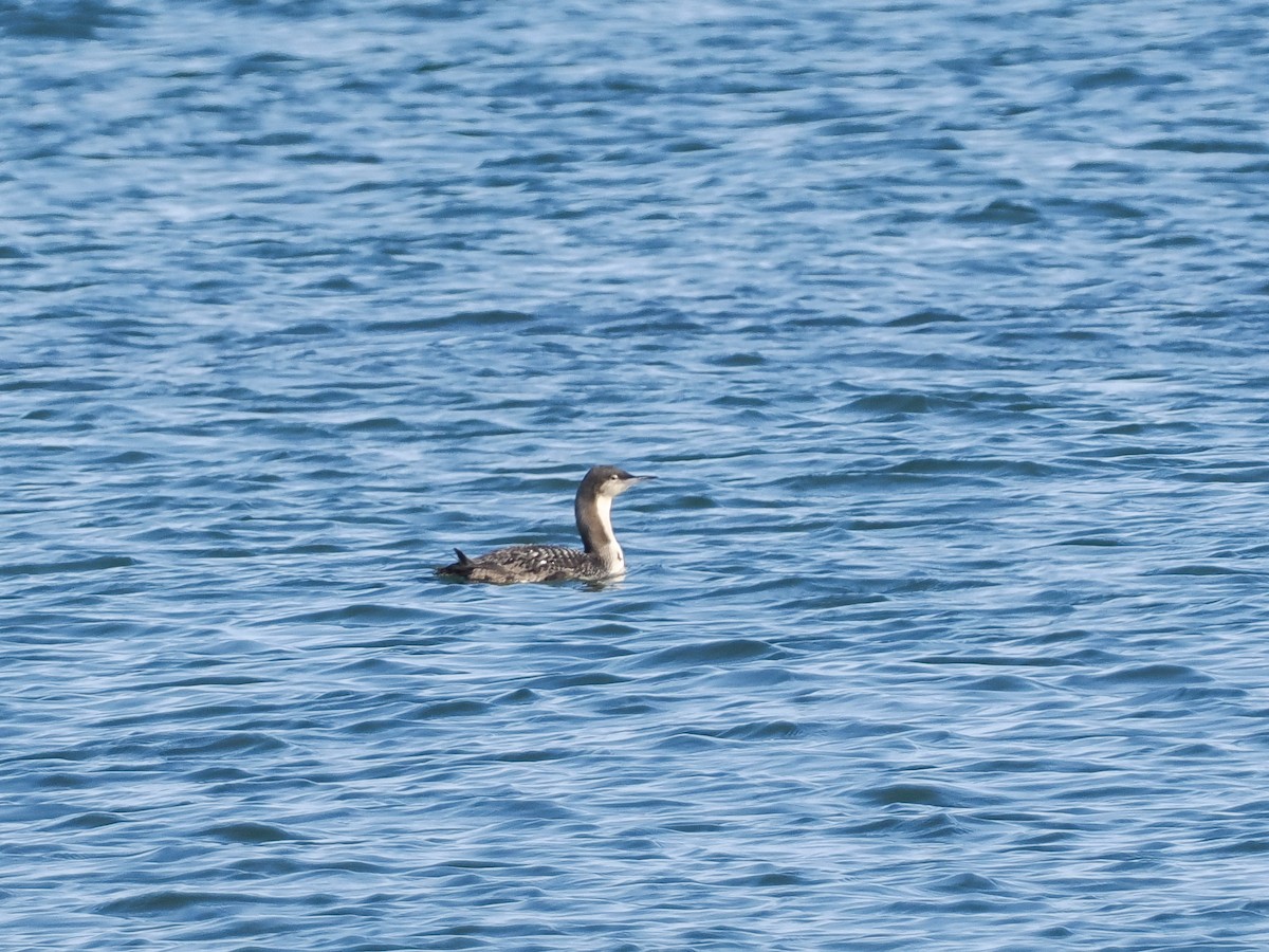 Pacific Loon - ML612642713