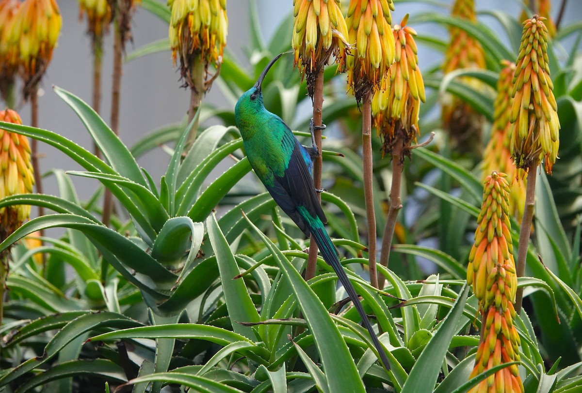 Malachite Sunbird - ML612642828