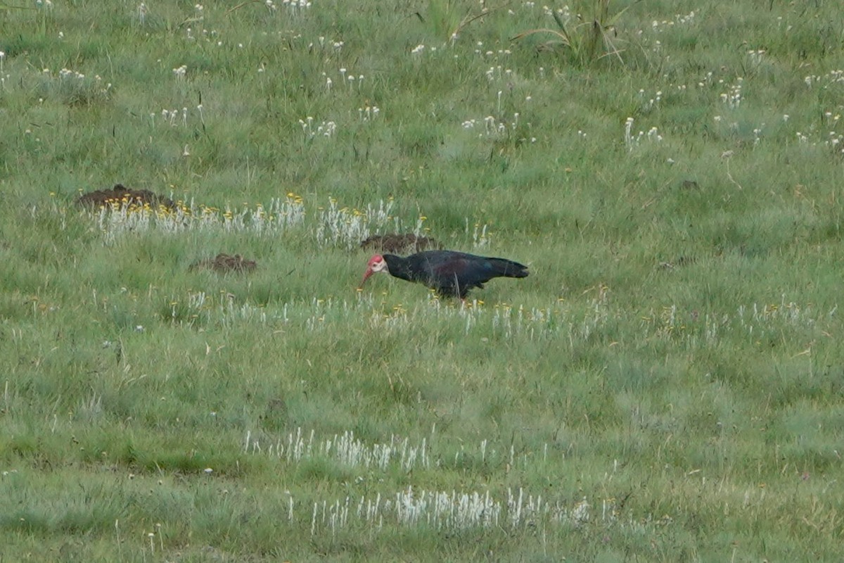 Southern Bald Ibis - ML612642831