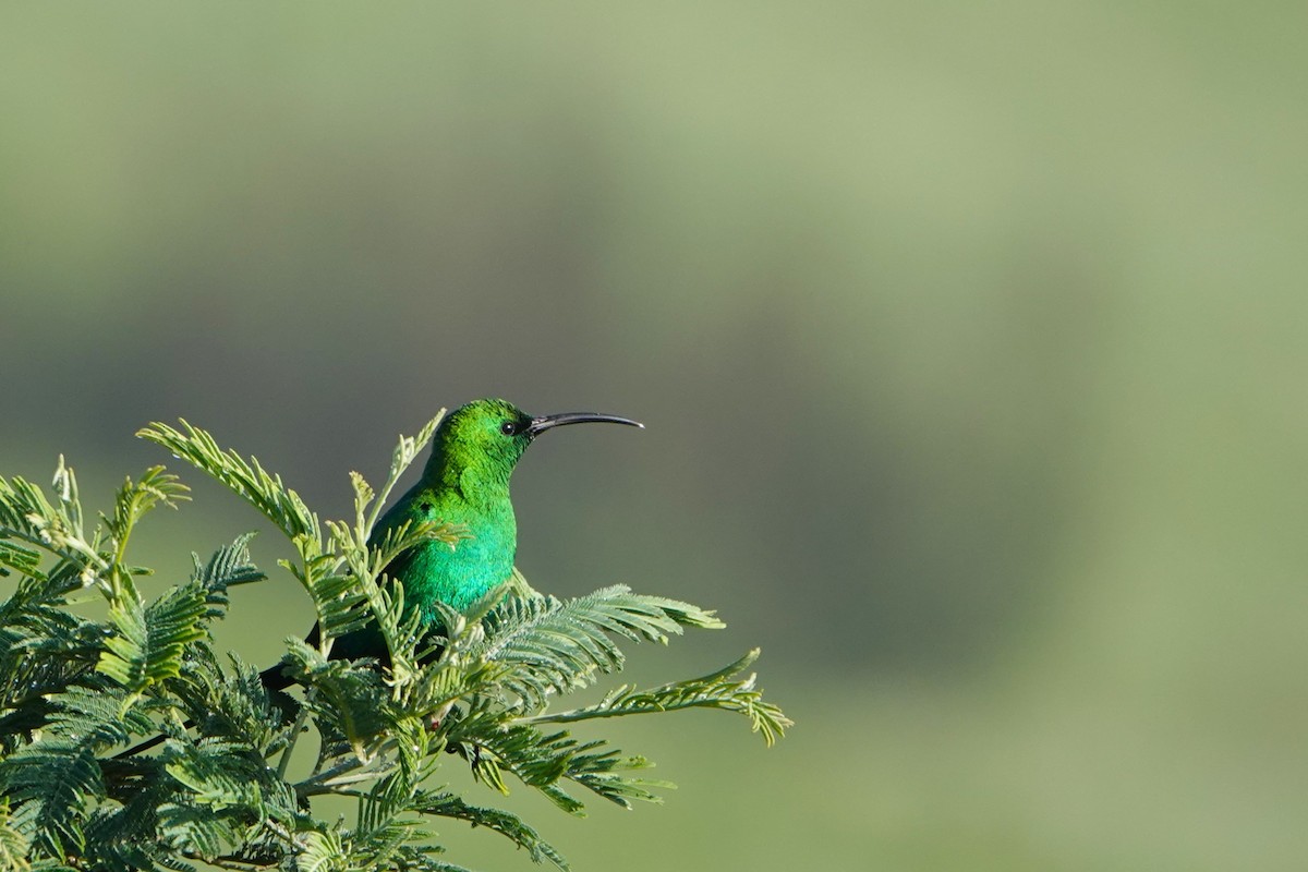 Malachite Sunbird - Josh Lee