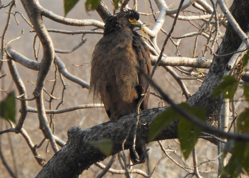 Crested Serpent-Eagle - ML612642910